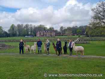 New Forest counsellor starts Burley alpaca walking business