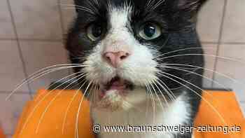 Tierheim Peine: Wer gibt Kater Frankie ein Zuhause?
