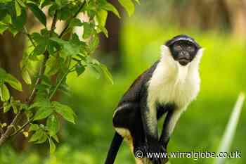 Chester Zoo welcomes rare monkeys for first time in 50 years