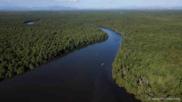 In Brazil, mangrove reforestation proves crucial in fight against climate risks
