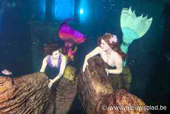 Belgische zeemeerminnen vissen achter het net op Merlympics in Zwitserland: “Maar 80% is goede score voor eerste deelname”