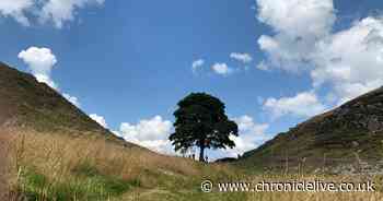 King Charles first recipient of Sycamore Gap seedling in honour of national Celebration Day