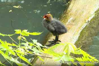 Vele regen zorgt voor zompig Rivierenhof en niet alle planten zijn daar blij mee
