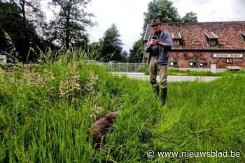 Bever doodgereden op brug over Dommel: “Het gebeurt zelden, maar is helaas moeilijk te vermijden”