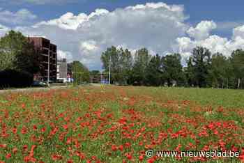 Zee van klaprozen in Lummen: “Maar hier had maïs moeten staan”