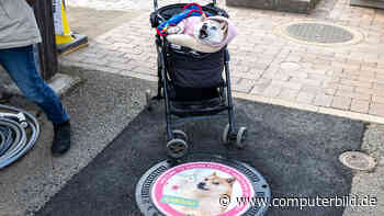 Die berühmteste Hündin des Internets ist tot