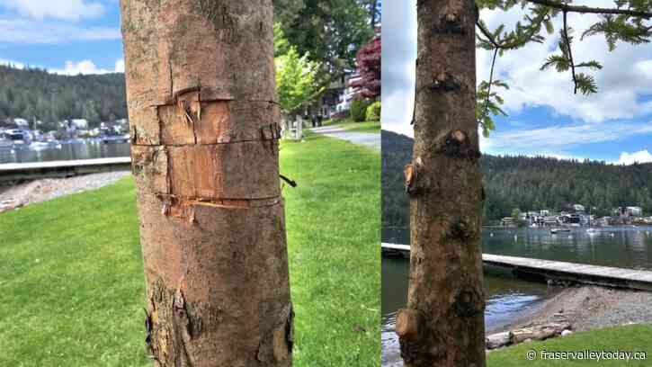 Cultus Lake looking to ID people who damaged park property; $1,000 reward offered