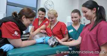 Dogs needed to donate blood in Washington to help save pets' lives