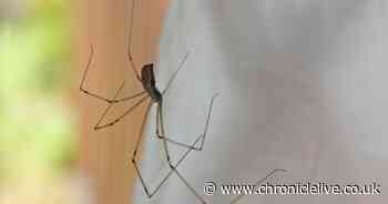 Banish spiders from your house with three natural amazing smelling hacks