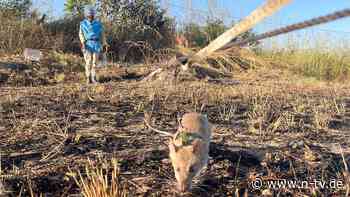 Überbleibsel des Bürgerkrieges: "Heldenratten" helfen bei Minenräumung in Angola