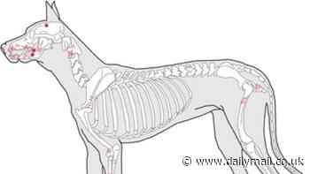 Archaeologists make gruesome new discovery about first English settlers in North America