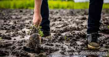 Extreme regenval ruïneert oogst: prijzen van groente en frietjes zullen stijgen