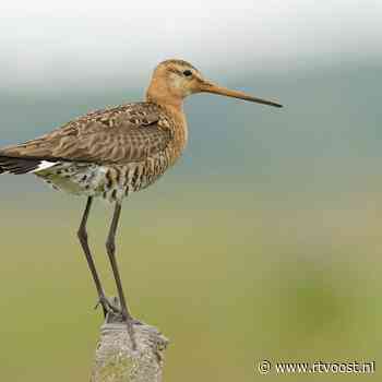 Twee boeren uit Rouveen winnen prestigieuze Gouden Grutto
