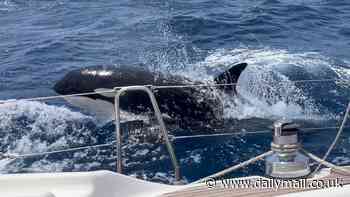 Scientists solve mystery of why killer whales are attacking boats worldwide