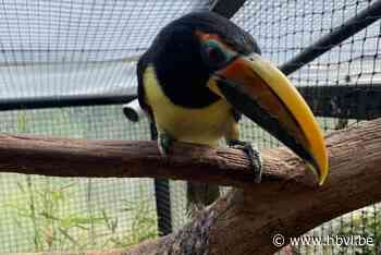 Ontsnapte toekan in Hamont is terug terecht: “Door het geroep van het mannetje vond ze de weg terug”