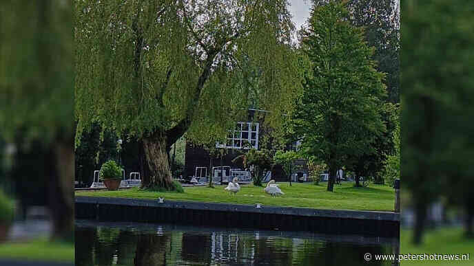 [VIDEO] Man schiet vier jonge zwaantjes dood: 'Hoe kun je zoiets doen?'