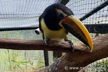 Ontsnapte toekan in Hamont is terug terecht: “Door het geroep van het mannetje vond ze de weg terug”