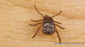 How to identify and prevent tick bites