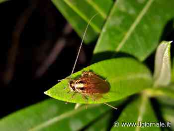 Scarafaggi, perché gli insetti prediligono le strutture costruite dall'uomo alla natura