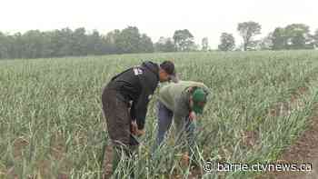 Environment Canada predicts warm, dry weather as farmers reap spring rain's benefits