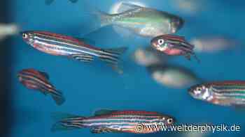 Wie Zebrafische ihre Farbe verändern