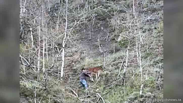 Alta. man rescues wild foal trapped on steep cliffside