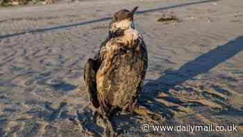Strange 'tar balls' wash up on American beaches - and are linked to spate of deaths in animals