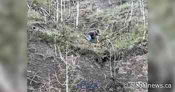 Wild horse rescue: Bystander pulls foal from edge of Alberta cliff