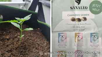 „Nachfrage stark gestiegen“: Über 500 Einzelhändler verkaufen Cannabis-Samen in Deutschland