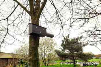 Peer plaatst tien nestkasten voor steenuilen: “Verminderen van de muizenoverlast”