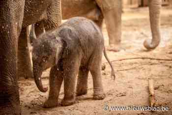 Onderzoek naar olifantenherpes werpt zes jaar na dood Qiyo zijn vruchten af: “Tun Kai en Suki voorlopig veilig”