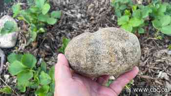 Ancient tool discovered in Saskatoon strawberry patch highlights city's rich archaeological history