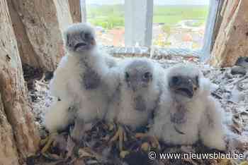 Minder kleine slechtvalkjes in onze regio: “Helaas kwam mijn vermoeden uit”