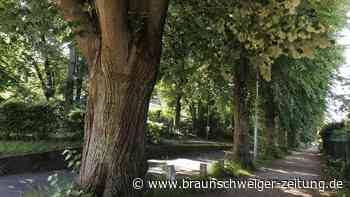 Braunschweig streitet: Was ist ein schöner Baum?