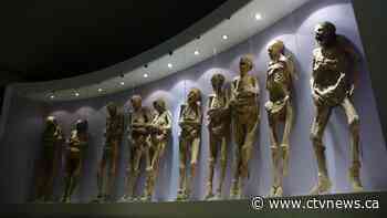 Arm of mummy came off after mishandling by museum staff: Mexican government