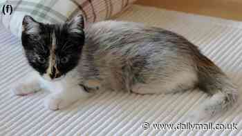 Move aside moggies, the 'salty liquorice' is here! Rare genetic mutation gives some cats a speckled coat - how to tell if your pet has it