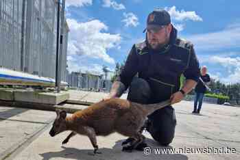 Wallaby Djey na drie weken eindelijk gevangen in Overpelt: “Hebben hem zelfs niet moeten verdoven”