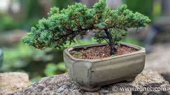 Why I use the Linux tree command daily - and what it can do for you