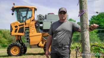 Ontario winery testing new green Canadian technology to fight age-old threat to grape crop
