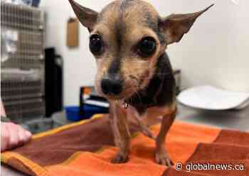 Chihuahua found covered in human waste at conservation area bathroom in Ontario