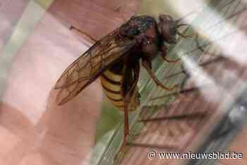 Natuurpunt telt 879 verschillende soorten dieren en planten tijdens groot telweekend