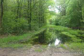 Dit zijn de winnaars van een half jaar regen: 2024 wordt sowieso topjaar voor amfibieën