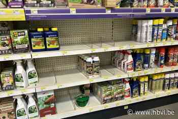 Slakkenkorrels uitverkocht door enorme plaag: “Fabrikanten zijn nieuwe producties aan het opstarten”