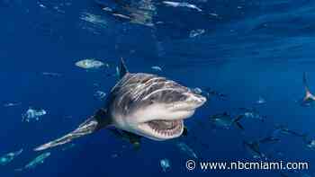 Florida was the shark-attack capital of the world in 2023