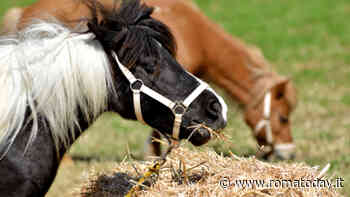 Agri Country Fair 2024