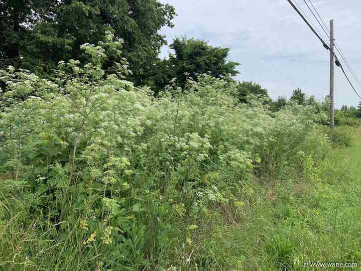 Highly poisonous plant spreading throughout US: How to recognize and get rid of it