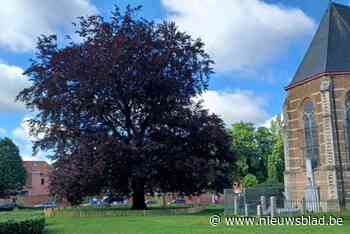 Gemeente beschermt 80-jarige rode beuk… met eenvoudig hekje: “Belangrijk voor de bodem”