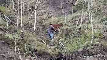 Watch this daring rescue of a wild foal stuck on a cliffside
