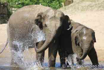 Olifantenfan erg blij met evolutie herpesonderzoek: “Zo is Qyio niet voor niets gestorven”