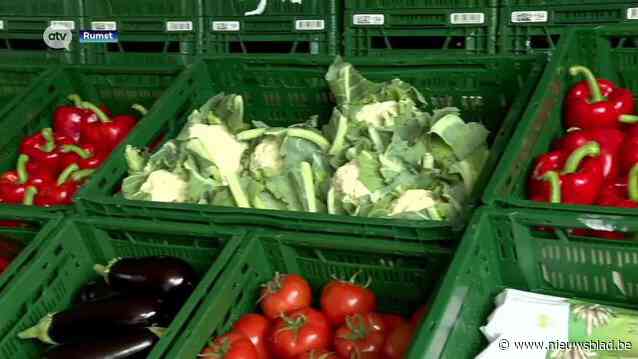 Twee broers uit Rumst nemen familiebedrijf over en starten met telen van biologische groenten: “We werken zonder chemische bestrijdingsmiddelen”